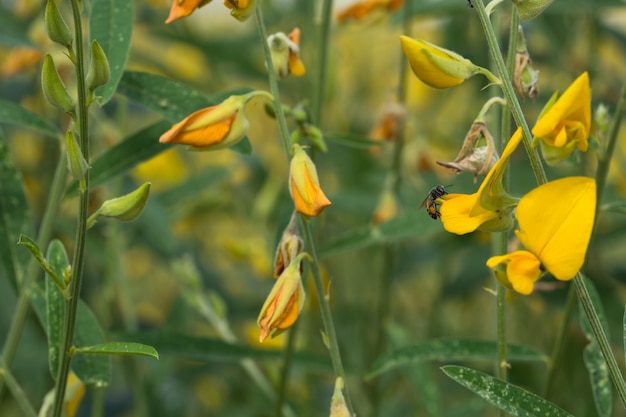 plant lucht bloem geel zicht lente