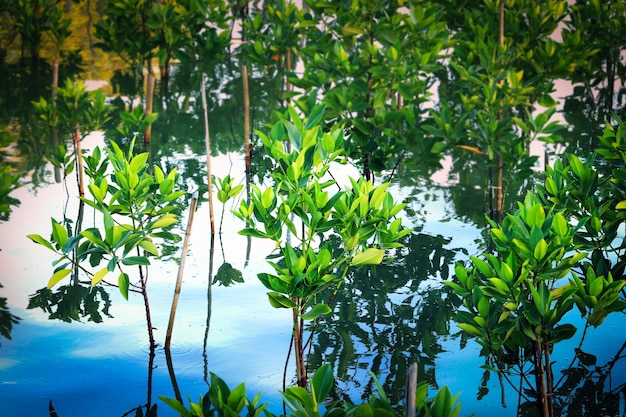 Plant mangrove forests to conserve nature