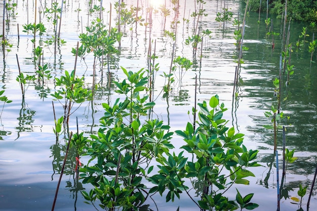 Plant mangrove forests to conserve nature