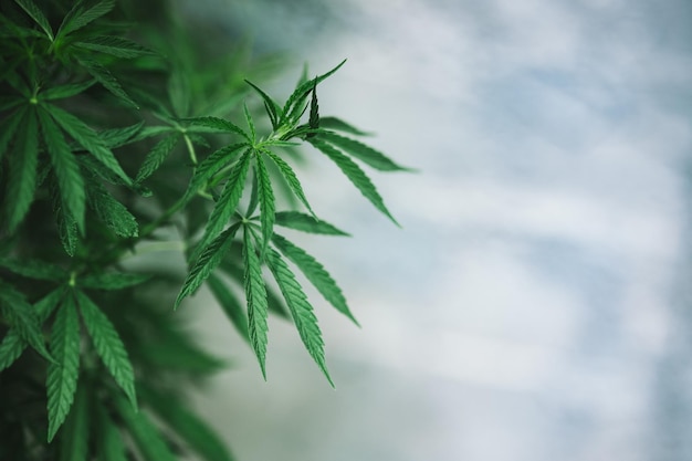 Plant marihuana groene bladeren cannabis