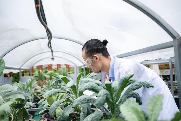 Campo di laboratorio di tecnologia agricola all'aperto per lo scienziato di biologia della medicina delle piante