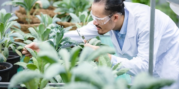 Foto campo di laboratorio di tecnologia agricola all'aperto per lo scienziato di biologia della medicina delle piante