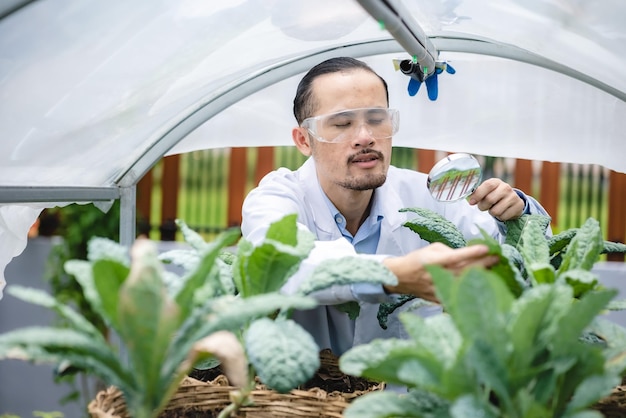 Foto campo di laboratorio di tecnologia agricola all'aperto per lo scienziato di biologia della medicina delle piante