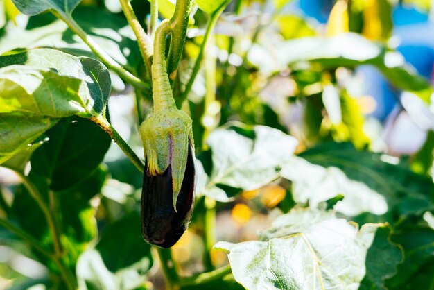 Plant met groene bladeren in de ochtendzon