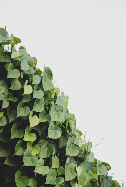 Foto plant met groene 'hart'-bladeren die in de grond groeien