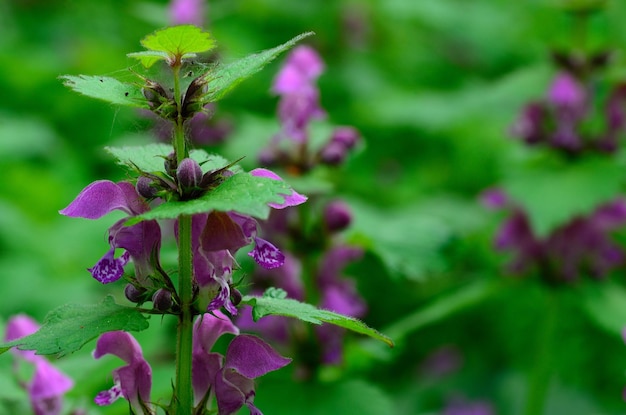 Foto plant met paarse bloemen