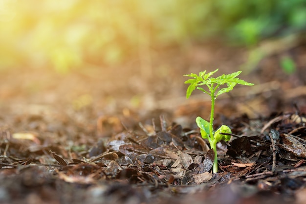 Plant met regenwaterdruppel en zonlicht