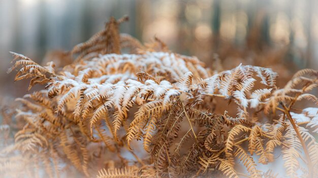 Foto plant met rijp op het blad