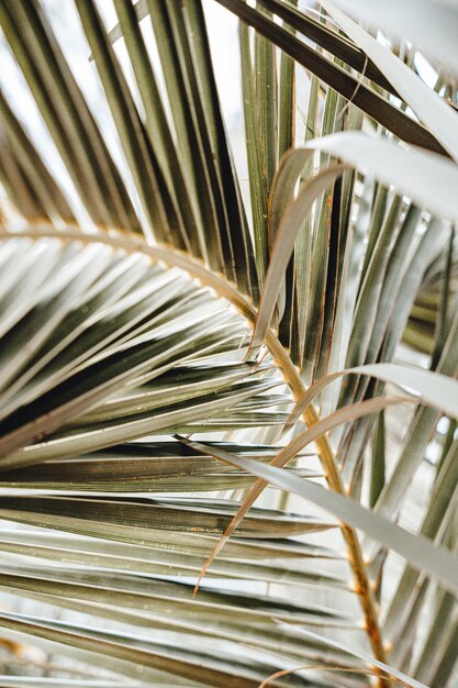 Photo plant moody closeup leaves petal