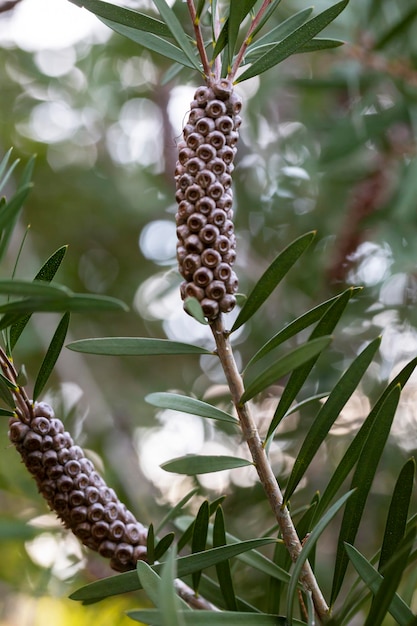 A plant in the myrtle family myrtaceae and is endemic to eastern Australia Callistemon rigidus