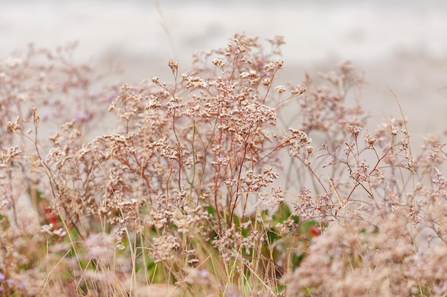 Plant natural background Gentle wildflowers