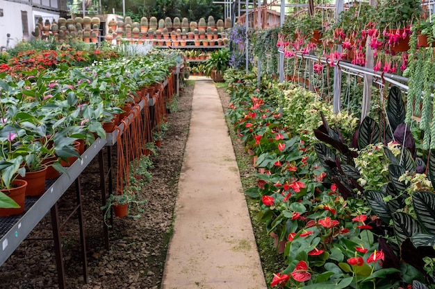 Vivaio con varietà di fiori