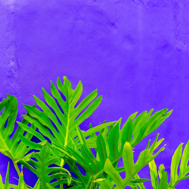 Фото Завод по фиолетовой концепции. тропический зеленый минималистичный уличный завод арт