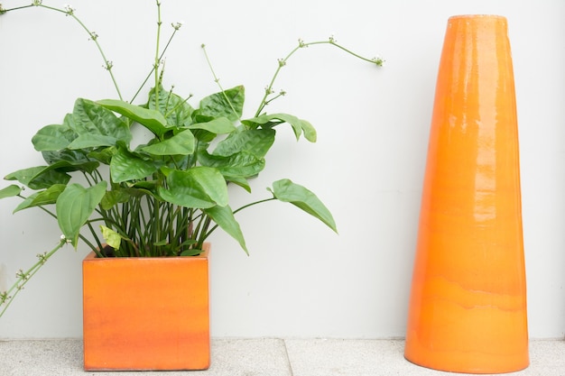 Pianta in vaso arancione con muro bianco