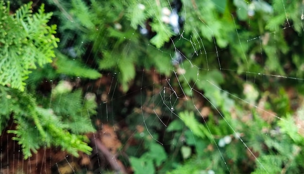 雨のマクロの後に屋外に植える