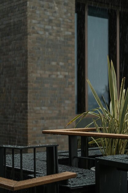 a plant outside a building with a window in the background