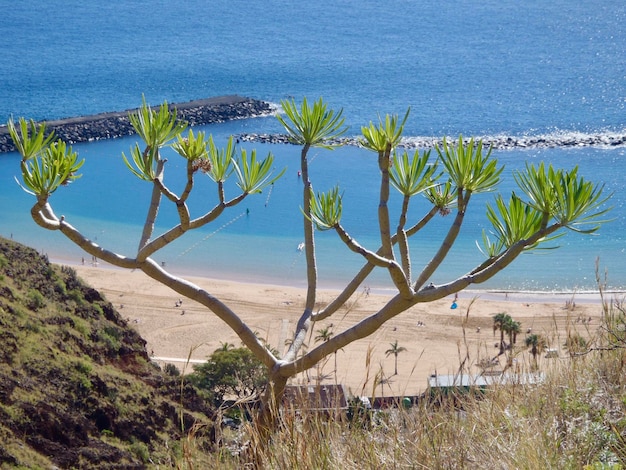 Foto plant over het strand.