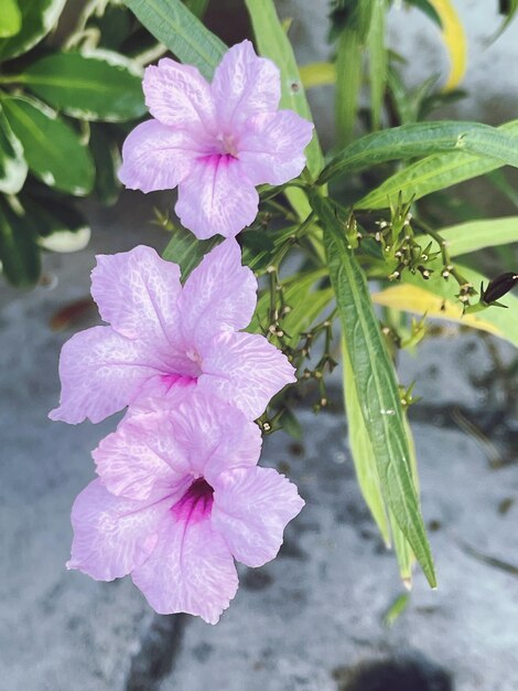 Plant part in ban nong mai daeng