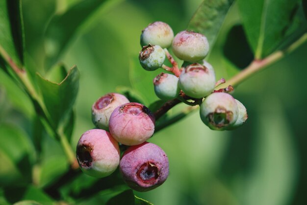 Plant part in jacksonville