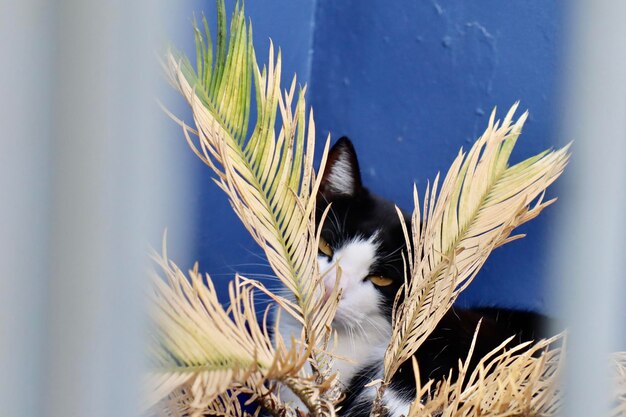 写真 植物の部分