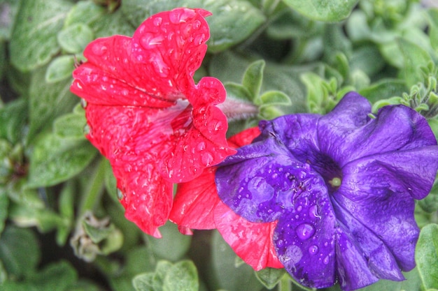 写真 植物の部分