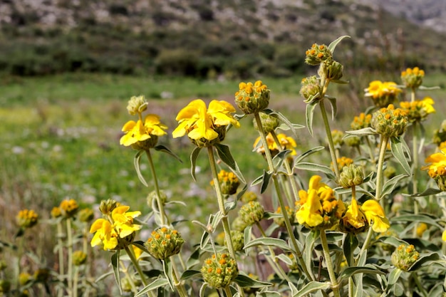 The plant Phlomis fruticosa grows in the mountains on a rock in the spring day