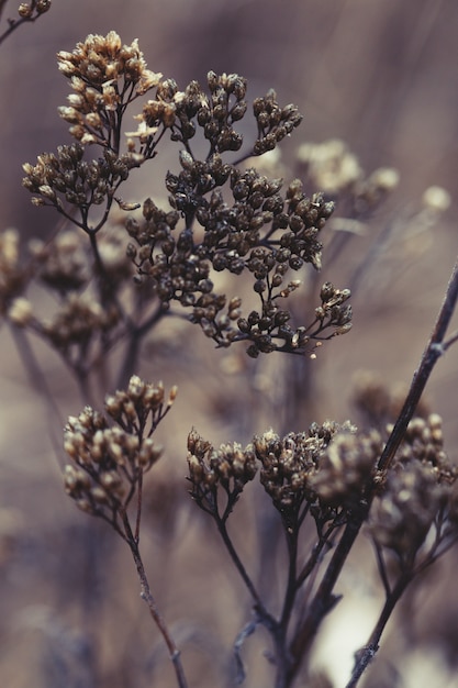 Plant photo wallpaper. old autumn flowers