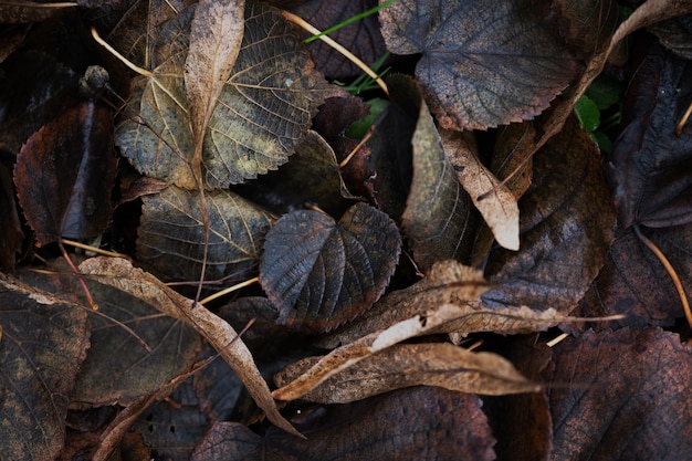 Plant photo wallpaper. old autumn leaves