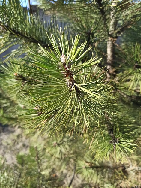 plant pine branch in the garden