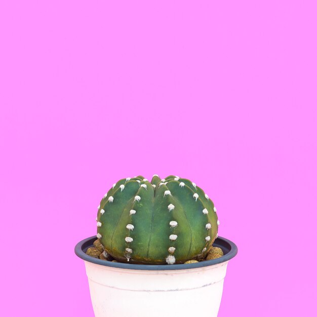 Plant on pink. Cactus lovers. Minimal concept.  Cactus in a pot on pink background