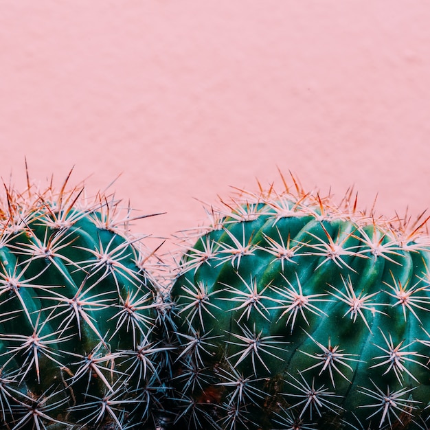 Foto pianta sul concetto rosa. cactus sul muro rosa