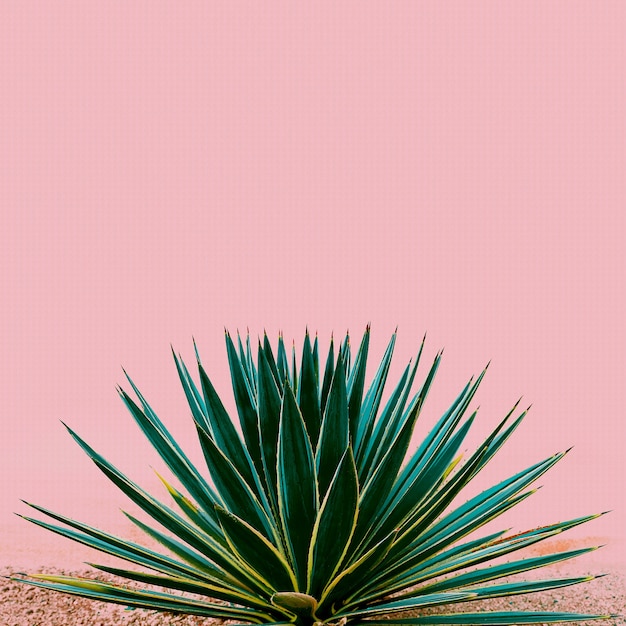 Plant on pink. Tropical design minimal fashion