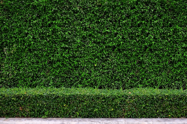 写真 植物植物柵壁の背景