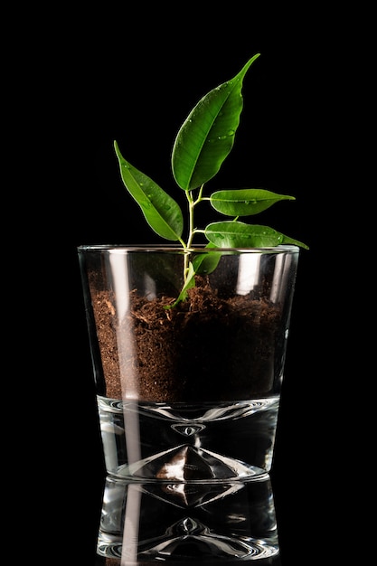 Plant planted in a glass on a black background. symbolizes the element earth