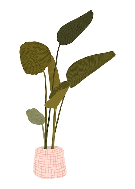 植物 png 天堂鸟贴纸自然插图设计