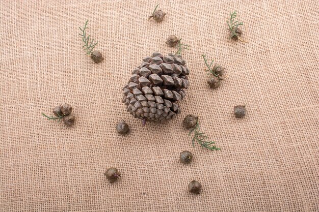 Plant pods capsules and pine cones on canvas