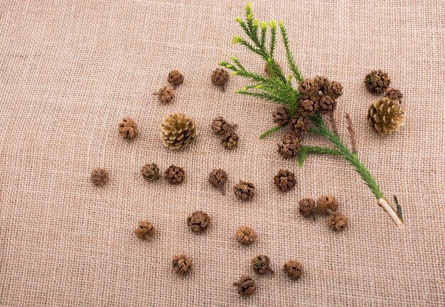 Plant pods capsules and pine cones on canvas