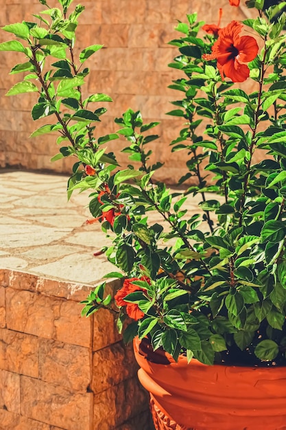 Plant in a pot in an ancient town in summer