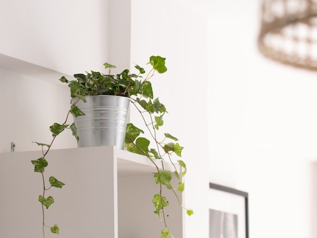 Plant in the pot on a cupboard