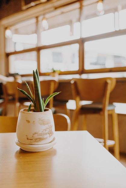 Plant in pot decoration on table