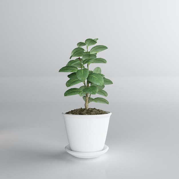 plant in pot decoration