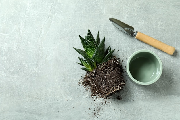 Plant, pot and garden shovel on gray textured table