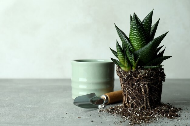 Plant, pot and garden shovel on gray textured table