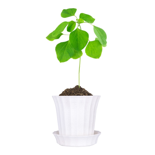 Plant pot geïsoleerd op een witte achtergrond.
