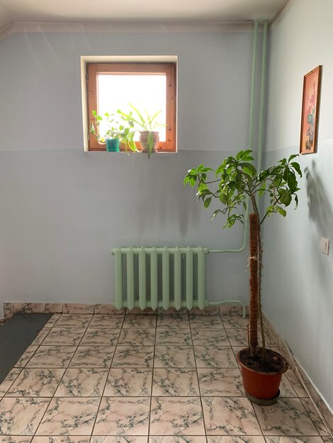 A plant in a pot is in a corner of a room with a window.