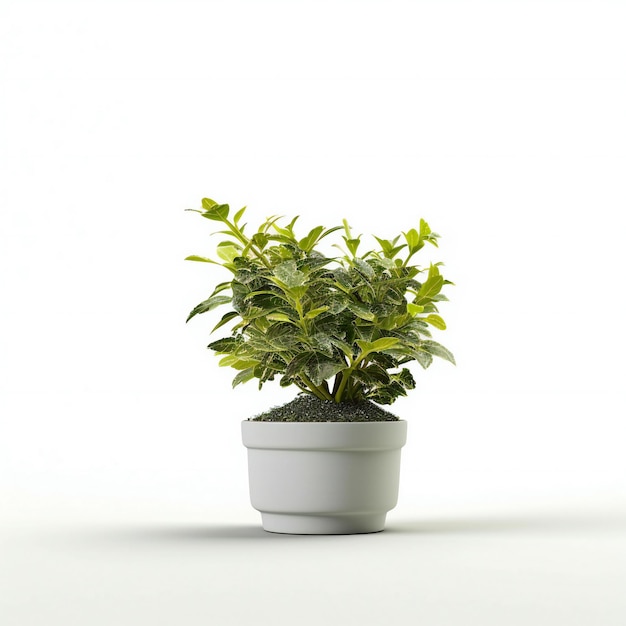 Plant in pot isolated on white background