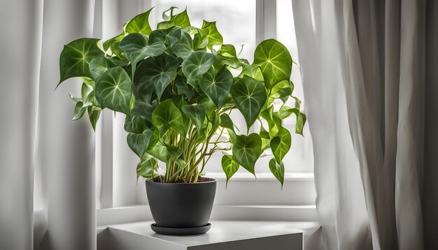 Photo a plant in a pot sits on a window sill