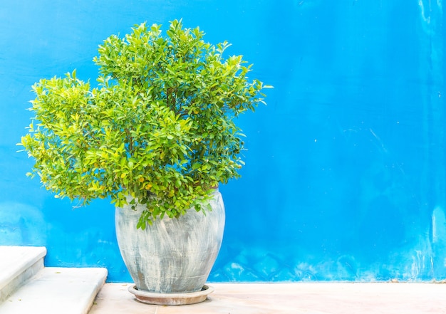 plant pot on stair