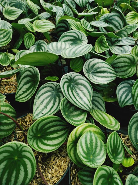 A plant in a pot that is called'schuylum '