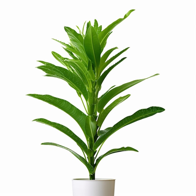 A plant in a pot that is green and has a leafy stem.